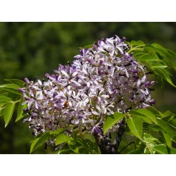 LILAS DE PERSE