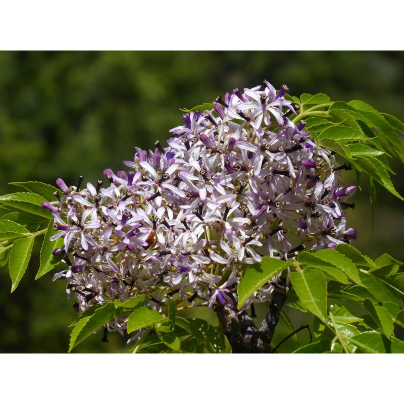 LILAS DE PERSE
