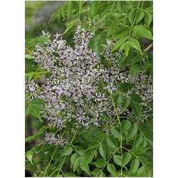 LILAS DE PERSE