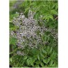 LILAS DE PERSE