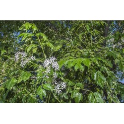 LILAS DE PERSE