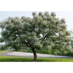 LILAS DE PERSE