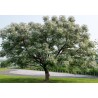 LILAS DE PERSE