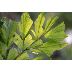 PALMIER QUEUE DE POISSON