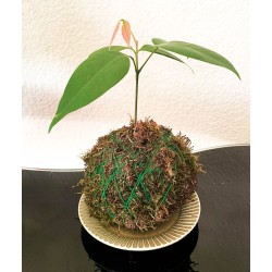 KOKEDAMA LITCHI