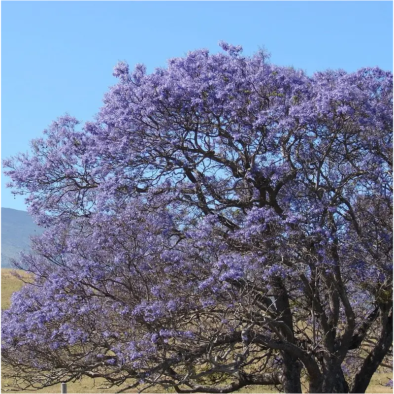 Flamboyant bleu