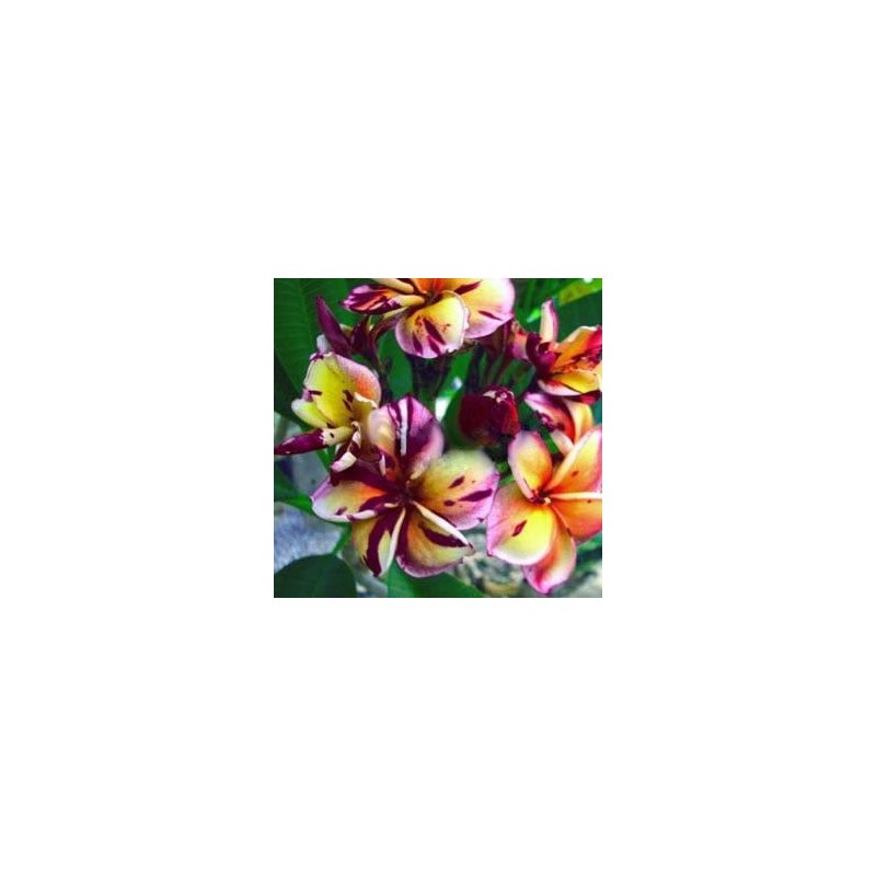 FRANGIPANIER BLACK CYCLONE