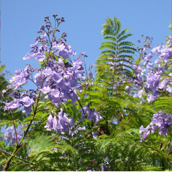 Flamboyant bleu