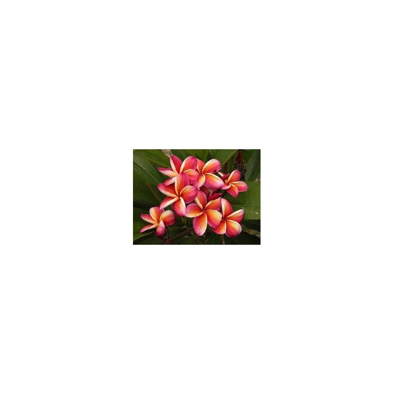 FRANGIPANIER LURLINE