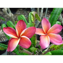 FRANGIPANIER LURLINE