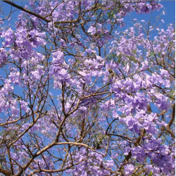 Flamboyant bleu