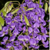 Glycine arbre