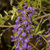 Glycine arbre