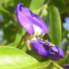 Glycine arbre