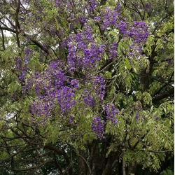 Glycine arbre