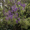 Glycine arbre