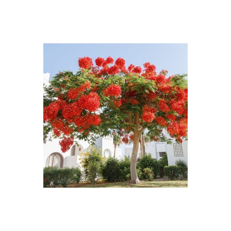 FLAMBOYANT ROYAL ROUGE