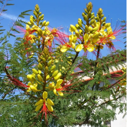 Flamboyant oiseau de paradis