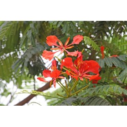 FLAMBOYANT ROYAL ROUGE