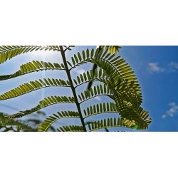 FLAMBOYANT ROYAL ROUGE