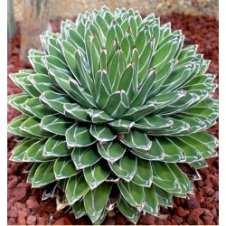 Agave de la reine Victoria