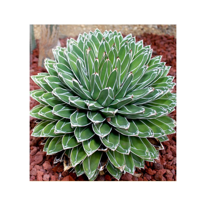 Agave de la reine Victoria