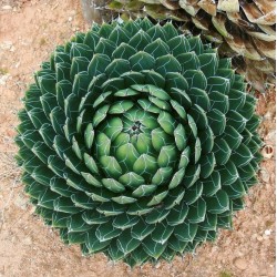 Agave de la reine Victoria