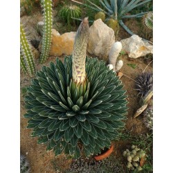 Agave de la reine Victoria