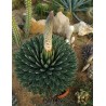 Agave de la reine Victoria