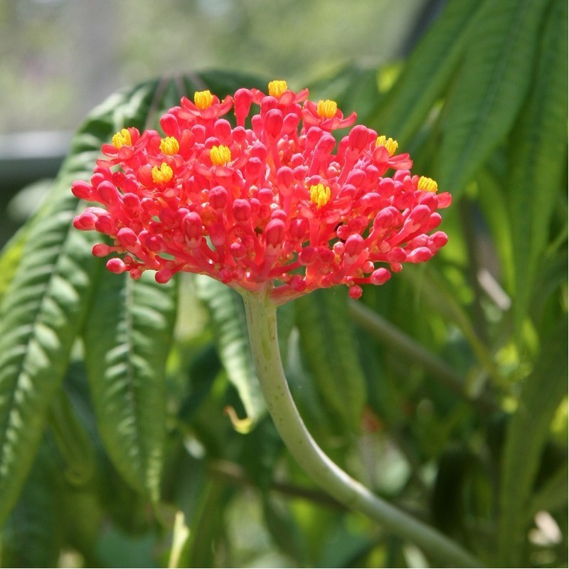 Arbre corail