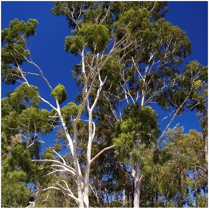 Eucalyptus citronné