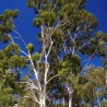 Eucalyptus citronné