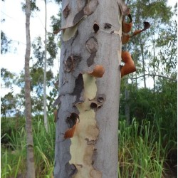 Eucalyptus citronné