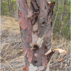 Eucalyptus citronné