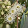 Eucalyptus citronné