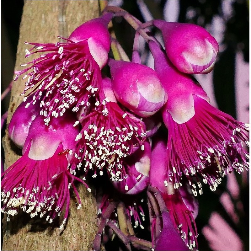 Syzygium longifolium