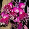 Syzygium longifolium