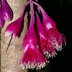 Syzygium longifolium