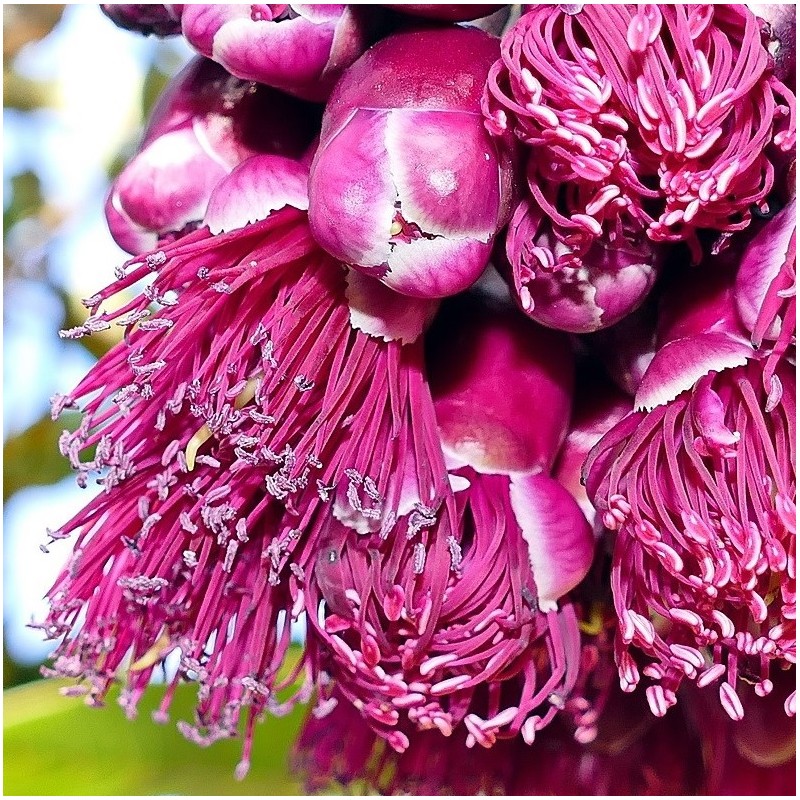 Syzygium longifolium