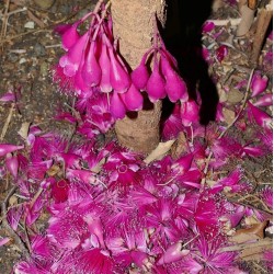 Syzygium longifolium