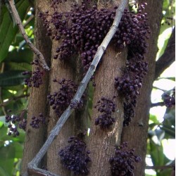 Syzygium longifolium