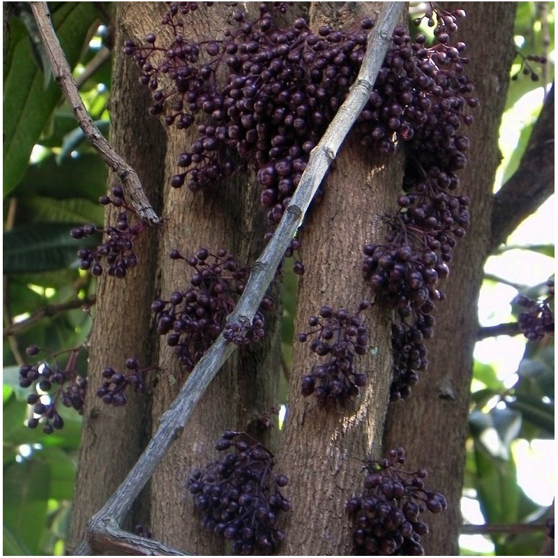 Syzygium longifolium