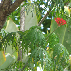 Arbre corail