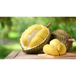 DURIAN