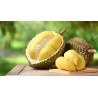 DURIAN