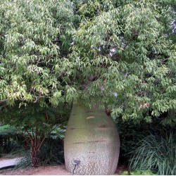 Arbre bouteille australien