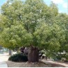 Arbre bouteille australien