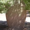 Arbre bouteille australien