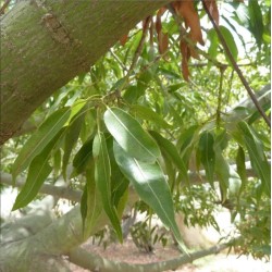 Arbre bouteille australien