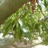 Arbre bouteille australien